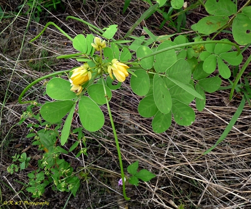 {Senna obtusifolia}